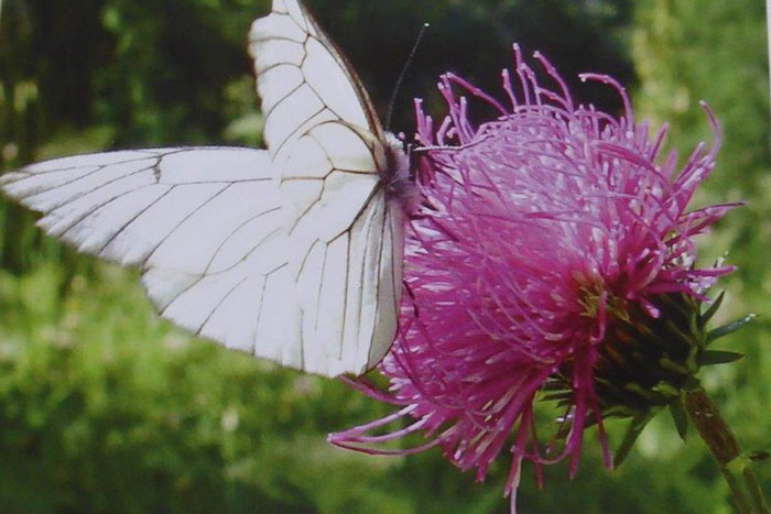 Sonderfaltkarten: Schmetterling